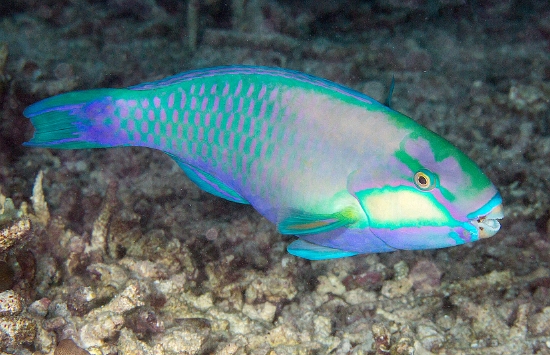  Chlorurus bleekeri (Bleeker's Parrotfish)